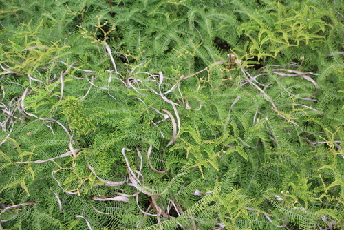 Gleichenia dicarpa (Pouched Coral Fern) (alternate view 3)