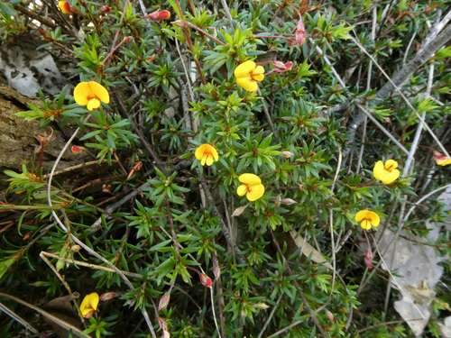 Pultenaea pedunculata (matted bush-pea) (alternate view 5)
