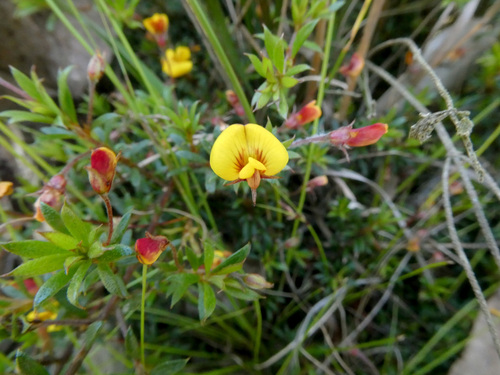 Pultenaea pedunculata (matted bush-pea) (alternate view 6)