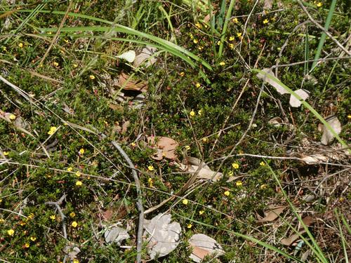 Pultenaea pedunculata (matted bush-pea) (alternate view 7)