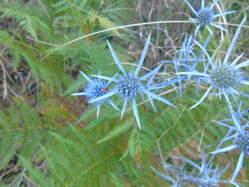 Eryngium amethystinum (Amethyst Sea Holly) (alternate view 3)