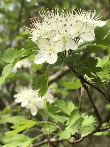 Crataegus marshallii (parsley hawthorn) (alternate view 3)