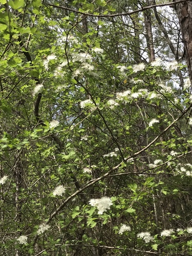Crataegus marshallii (parsley hawthorn) (alternate view 2)