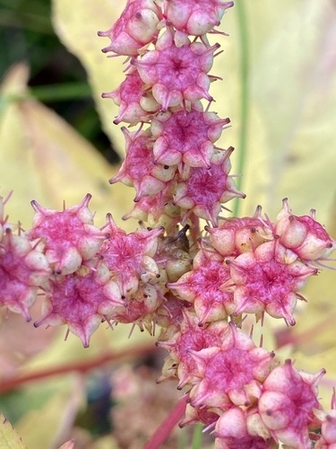 Penthorum sedoides (ditch stonecrop) (alternate view 4)