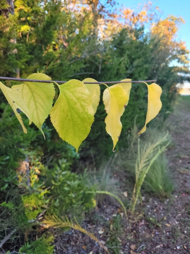 Celtis occidentalis (common hackberry)