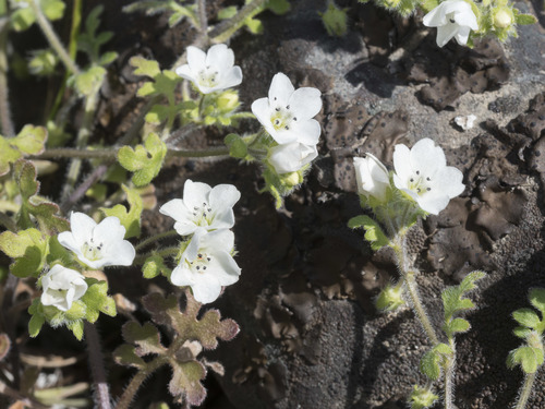 Nemophila heterophylla (White nemophila)