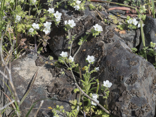 Nemophila heterophylla (White nemophila) (alternate view 2)