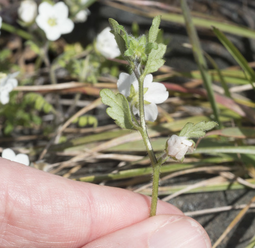 Nemophila heterophylla (White nemophila) (alternate view 4)