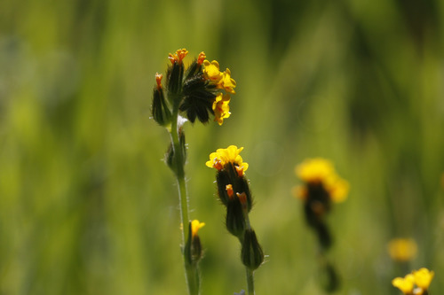 Amsinckia menziesii (Common Fiddleneck) (alternate view 7)