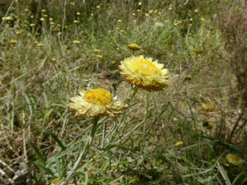Coronidium scorpioides (button everlasting) (alternate view 4)