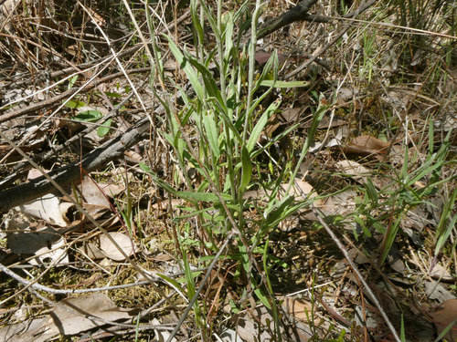 Coronidium scorpioides (button everlasting) (alternate view 5)