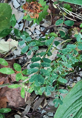 Securigera varia (purple crownvetch)