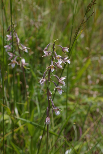 Epipactis palustris (Marsh Helleborine)