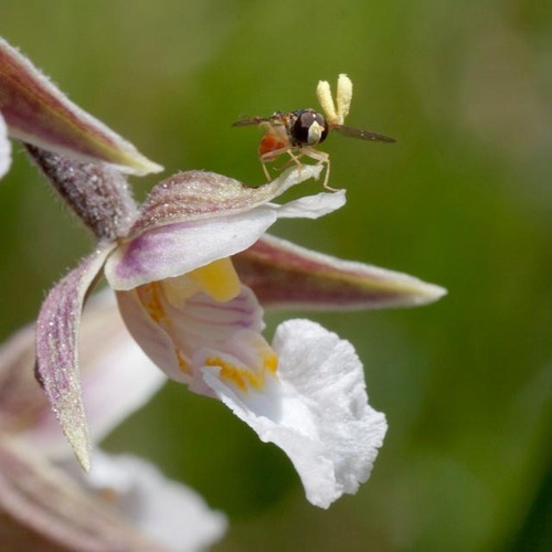 Epipactis palustris (Marsh Helleborine)