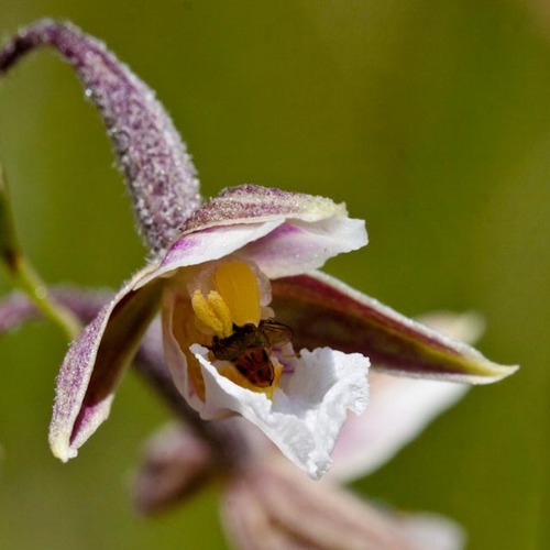 Epipactis palustris (Marsh Helleborine)