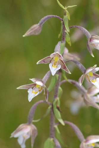 Epipactis palustris (Marsh Helleborine)