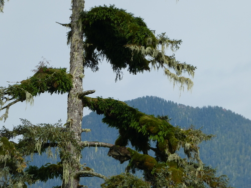 Polypodium glycyrrhiza (licorice fern) (alternate view 5)