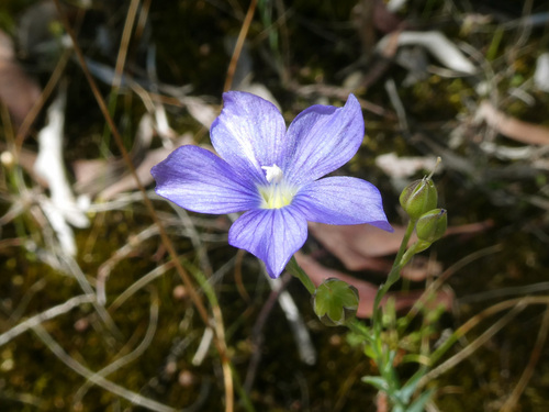Linum marginale (Australian Flax)