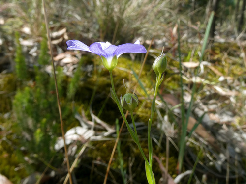 Linum marginale (Australian Flax) (alternate view 2)