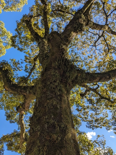 Camphora officinarum (Camphor)