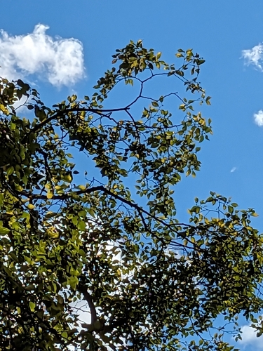 Camphora officinarum (Camphor)