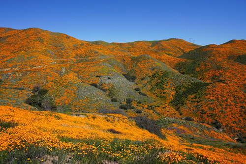 Eschscholzia californica (California poppy) (alternate view 5)