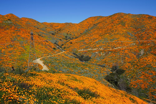 Eschscholzia californica (California poppy) (alternate view 4)