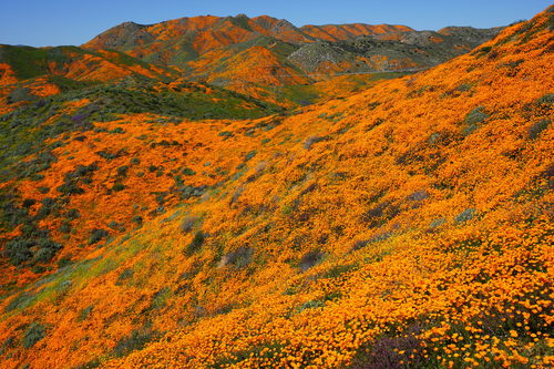 Eschscholzia californica (California poppy) (alternate view 2)