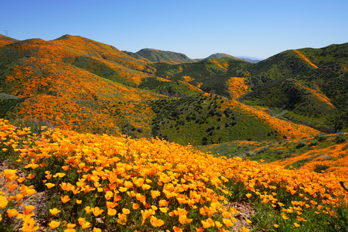 Eschscholzia californica (California poppy)