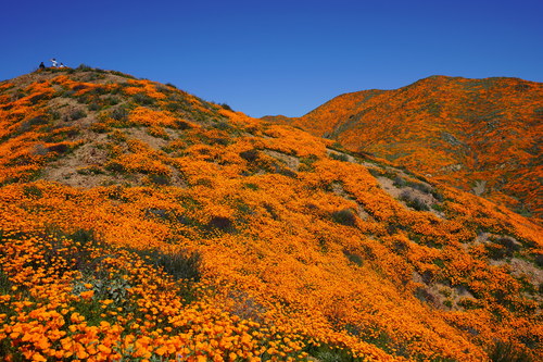 Eschscholzia californica (California poppy) (alternate view 3)