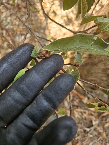 Psychotria loniceroides (Hairy Psychotria) (alternate view 3)