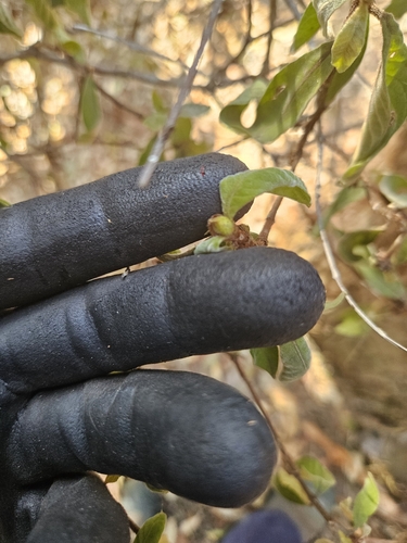 Psychotria loniceroides (Hairy Psychotria) (alternate view 4)