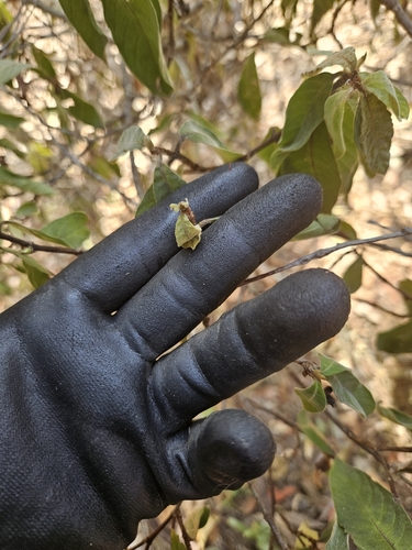 Psychotria loniceroides (Hairy Psychotria) (alternate view 5)