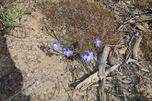 Goodenia (goodenias) (alternate view 9)