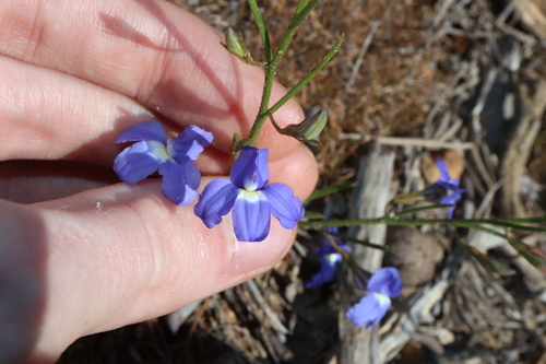 Goodenia (goodenias) (alternate view 12)