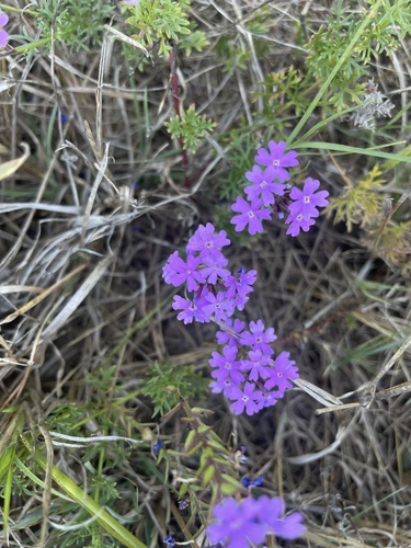 Glandularia aristigera (South American mock vervain) (alternate view 5)