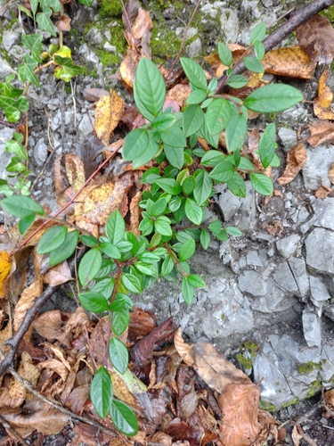 Cotoneaster franchetii (Franchet cotoneaster) (alternate view 6)