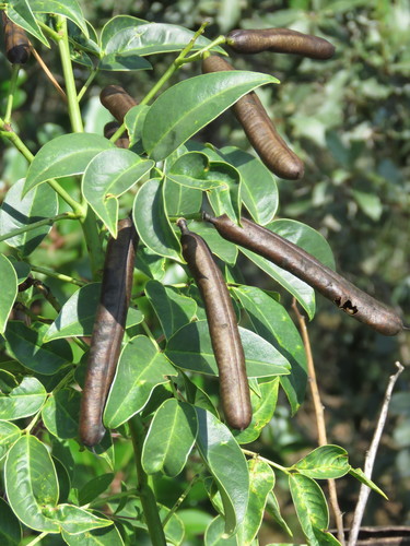 Senna septemtrionalis (Arsenic Bush) (alternate view 5)