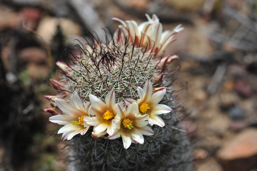 Cochemiea dioica (Peninsular fishhook cactus) (alternate view 5)