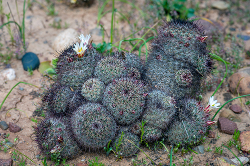 Cochemiea dioica (Peninsular fishhook cactus) (alternate view 4)