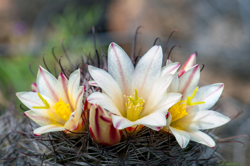 Cochemiea dioica (Peninsular fishhook cactus) (alternate view 3)