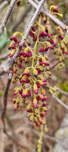 Austrosteenisia blackii (Blood Vine)