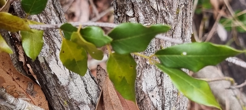 Austrosteenisia blackii (Blood Vine) (alternate view 2)
