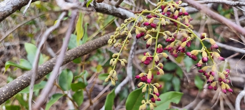 Austrosteenisia blackii (Blood Vine) (alternate view 3)
