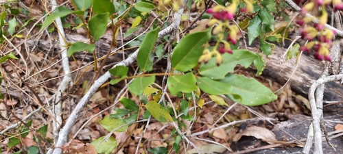 Austrosteenisia blackii (Blood Vine) (alternate view 4)