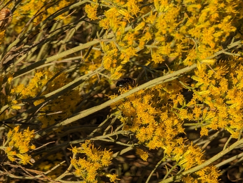 Ericameria nauseosa (Rubber Rabbitbrush)