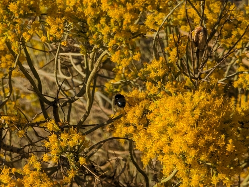 Ericameria nauseosa (Rubber Rabbitbrush)