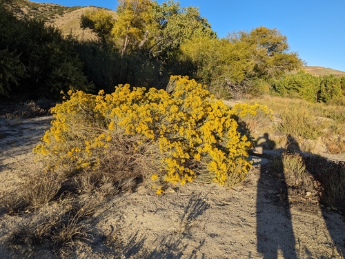 Ericameria nauseosa (Rubber Rabbitbrush)