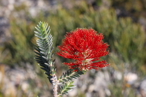 Melaleuca velutina (alternate view 9)