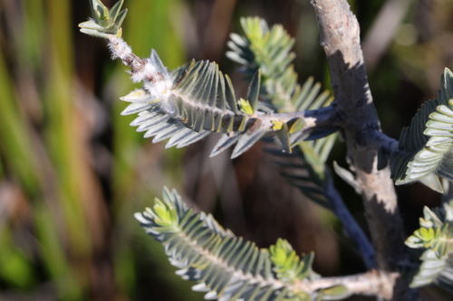 Melaleuca velutina (alternate view 10)